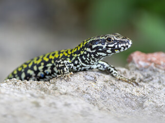 Common Wall Lizard close up