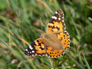 Painted Lady Butterfly Resting Wings Open