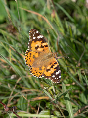 Painted Lady Butterfly Resting Wings Open