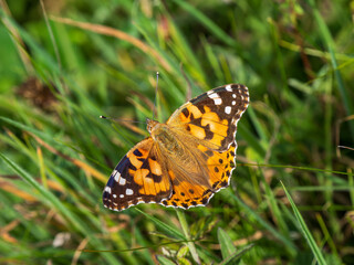Fototapeta premium Painted Lady Butterfly Resting Wings Open