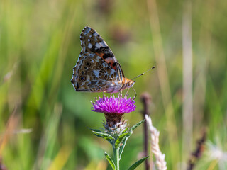 Painted Lady Butterfly Resting Wings Closed