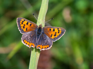 Small Copper Butterfly on a Grass Stem. Wings Open.