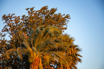 Palm tree against the blue sky at sunset. Natural background.