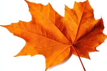 Obraz premium A single, perfectly preserved maple leaf in a beautiful autumnal orange hue, showcasing the intricate details of its veins and structure. It symbolizes change, transformation, the beauty of nature's c
