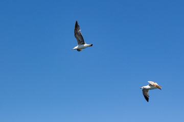 Two seagulls flying in the blue sky, nature series. Two seagulls in flight against a blue sky background.