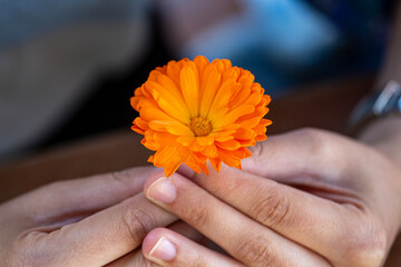 Orange flower in a woman's hand. Calendula officinalis. Close up of a calendula flower in a woman's hand