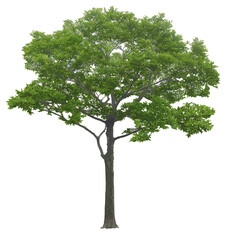 Tree on transparent background, real tree green leaf png file