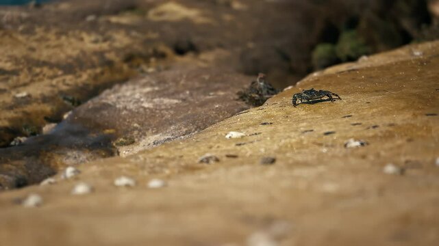 A sea crab sits on a stone near the sea, close-up. A crab moves on a wet stone.