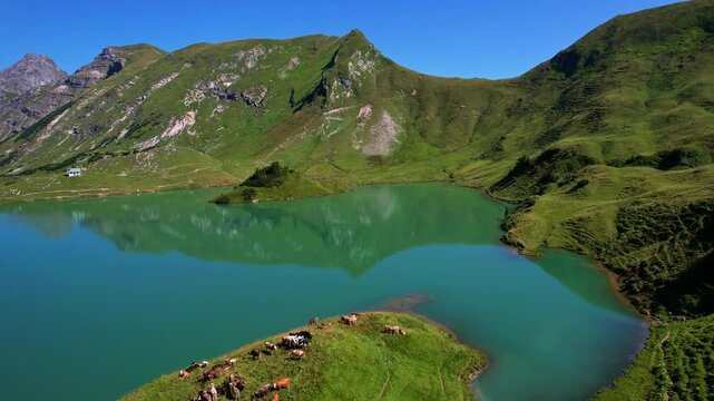 4K Aerial Drone video of the most beautiful mountain lake Schrecksee in Bavarian Alps with the cows feeding on lush green grass on a sunny day with blue skies and rocky hill tops surrounding