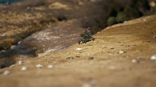 A sea crab sits on a stone near the sea, close-up. A crab moves on a wet stone.