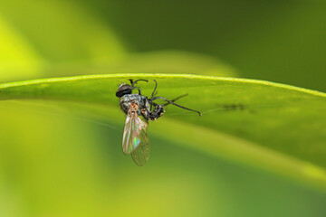 macro photo of housefly facing back