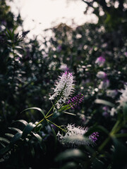 Obraz premium Spring flowers in the garden