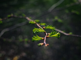 Fresh leaves on a branch