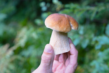 Holding Porcini mushroom in a hand also called Boletus reticulatus