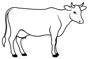 black and white cow
