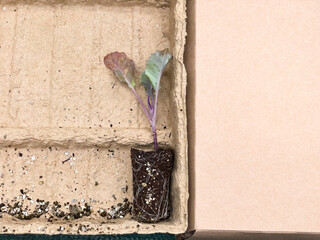 cauliflower seedlings with soil attached are placed in a biodegradable tray. The setup highlights the early stages of plant growth in an eco-friendly container.
