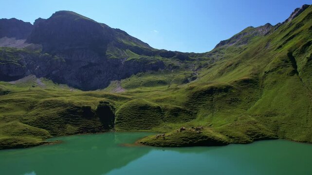 4K Aerial Drone video of the most beautiful mountain lake Schrecksee in Bavarian Alps with the cows feeding on lush green grass on a sunny day with blue skies and rocky hill tops surrounding