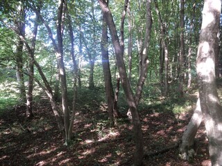 trees in the forest and sun rays