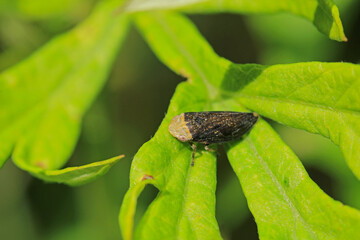 natural Passionvine hopper insect macro photo