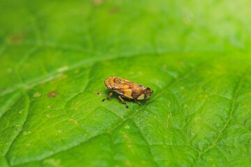 natural Passionvine hopper insect macro photo