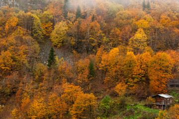 Fototapeta premium Autumn Season in the Savsat Villages Photo, Şavşat Artvin, Turkiye (Turkey)