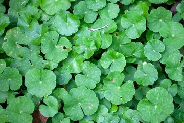 Leaves of the floating pennywort Hydrocotyle leucocephala