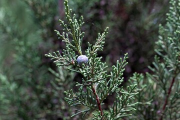 Cones of a Phoenicean juniper, Juniperus phoenicea var. turbinata