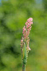 greater quaking grass plant macro photo