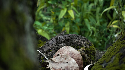 Obraz premium Lizard on rock