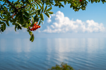 Rowanberries hanging over a dreamy blue sky and sea background