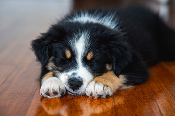 tricolor black and white australian shepherd puppy