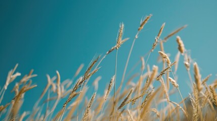 Fototapeta premium Field of tall grass under a clear blue sky