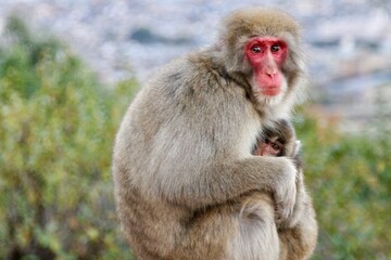 Obraz premium portrait of a baboon