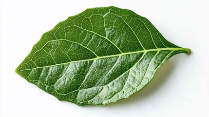 Obraz premium Leaf Close-Up