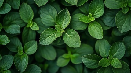 Green Fresh Nature Background