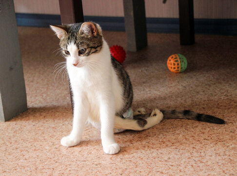 Disabled cat concept. Cute kitten with a disability, who has paralysis of his hind legs, sits on the floor in a clinic or animal shelter,