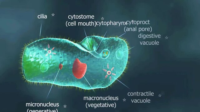 Paramecium caudatum organelles
