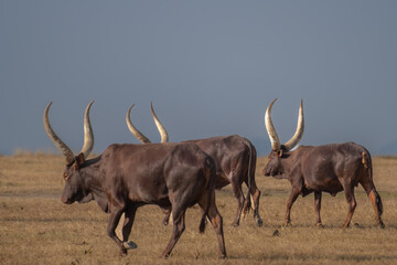 Ankole-Watusi Cattle