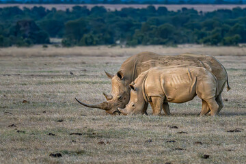 Northern white rhinoceros mother and calf grazing © Sanjay