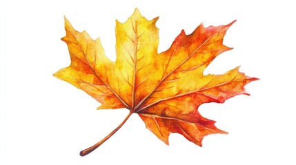 Obraz premium Captivating Autumn Colors: A Stunning Maple Leaf Illustration Celebrating Nature's Beauty