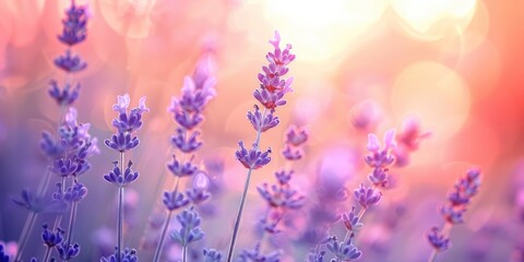 Photo of lavender plant flowers with shallow depth of field