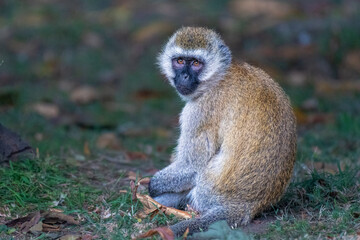 Vervet monkey poses, Lake Naivasha, Kenya.