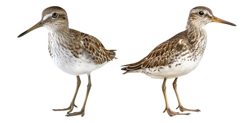 Obraz premium Sandpiper isolated on transparent background, set of