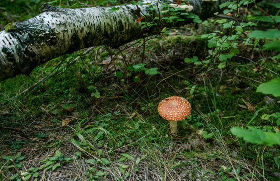 fly agaric next  to fallen birch tree шт forest of Loch Ness lake