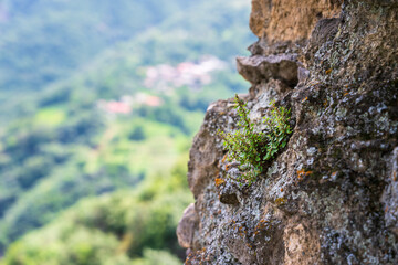 Plant on stone rock, nature scene behind
