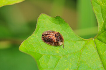cassida flaveola insect macro photo