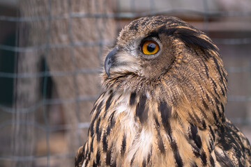 An owl at the zoo during the day
