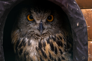An owl at the zoo during the day