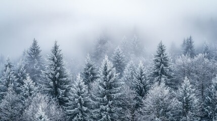 Treetops in Winter Foggy Nature