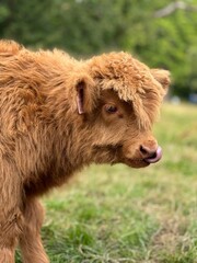 Baby Highland coo with it's tongue out